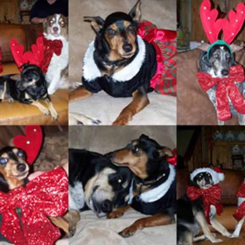 Christmas Daschunds wearing red fake antlers